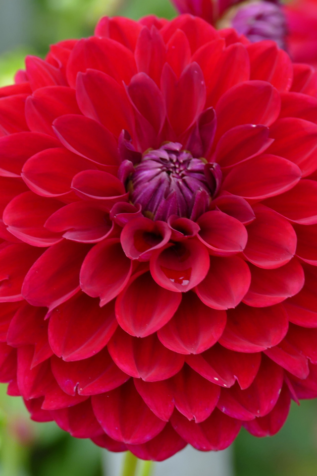 Красивый красный  цветок георгин