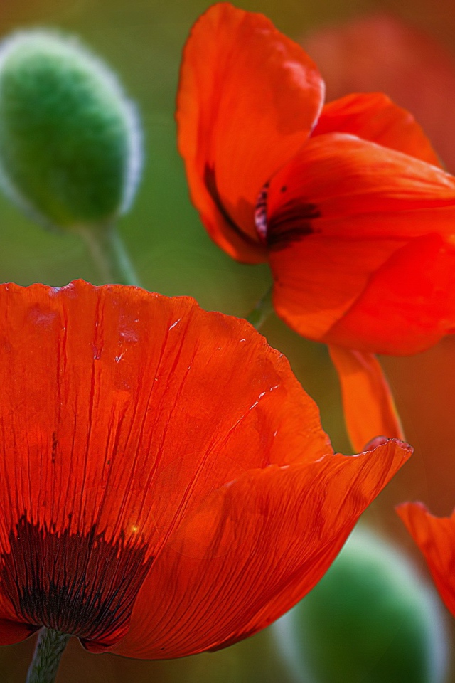 Красивые красные цветы маки 