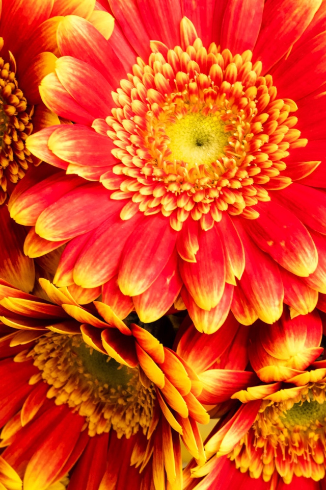 Красивые красные герберы 