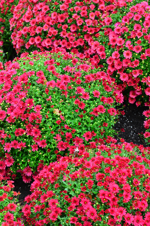 Красивые красные шаровидные хризантемы на клумбе