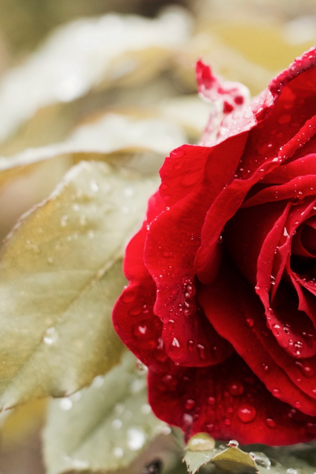 Красивая красная роза в капельках росы 