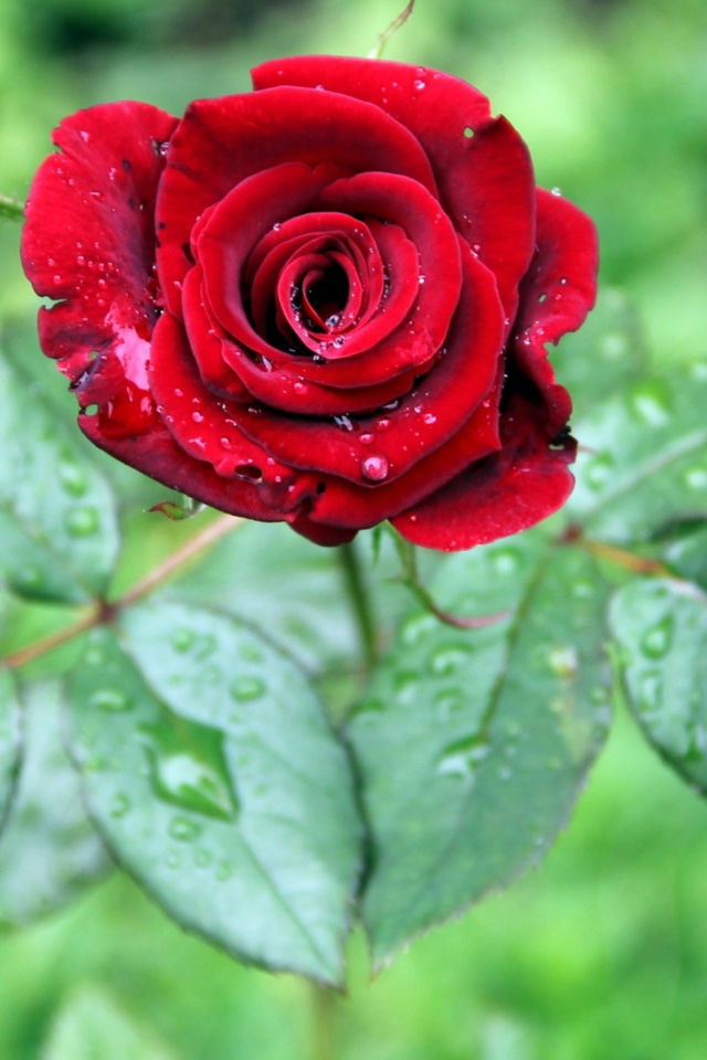 Красивая красная роза с зелеными листьями в каплях дождя