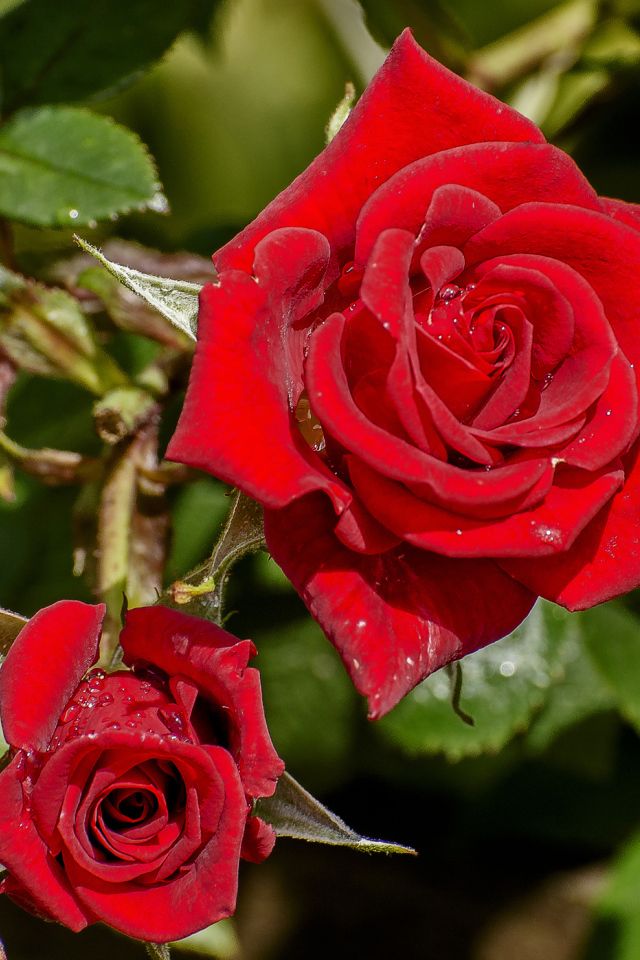 Красивые красные розы в каплях росы на клумбе