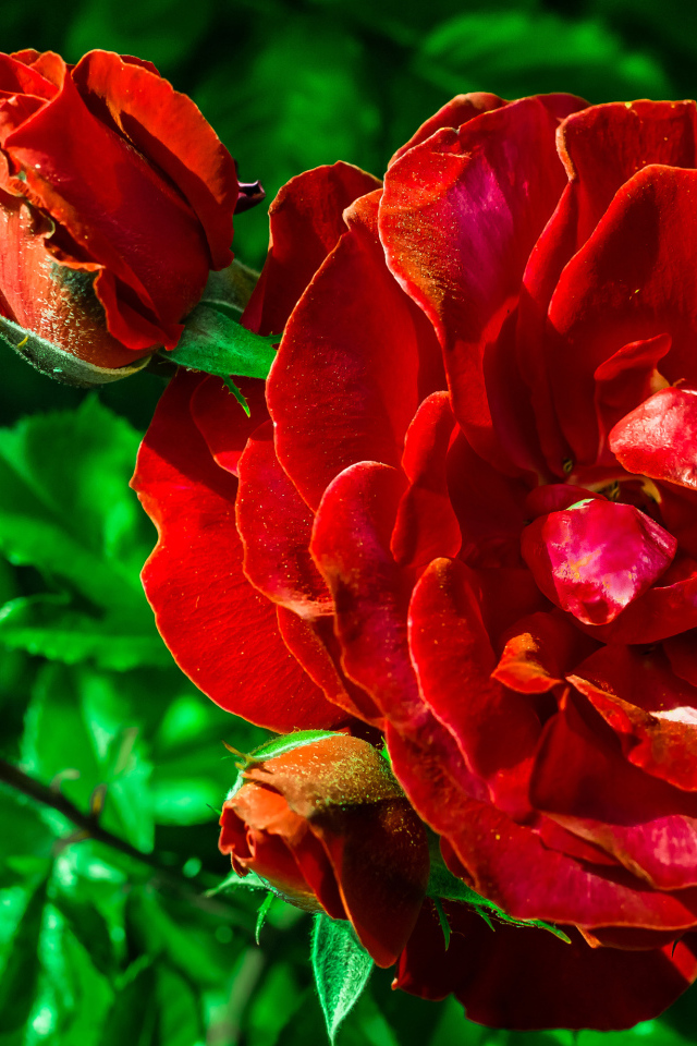 Красивые красные розы с бутонами вблизи