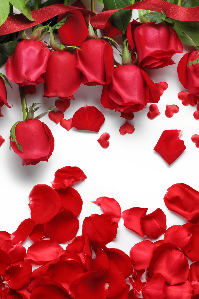 Красивые красные розы с красными лепестками на белом фоне