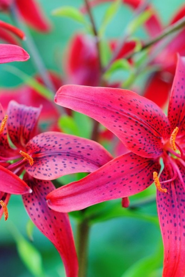 Красивые красные пятнистые лилии