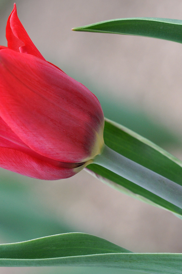 Красивый красный тюльпан 