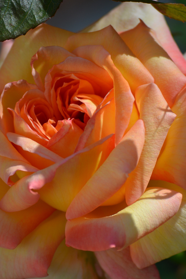 Красивая роза крупным планом 