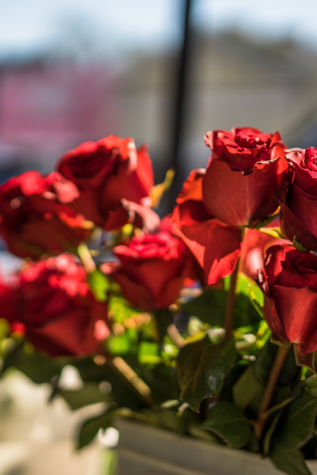 Красивые розы с красными лепестками