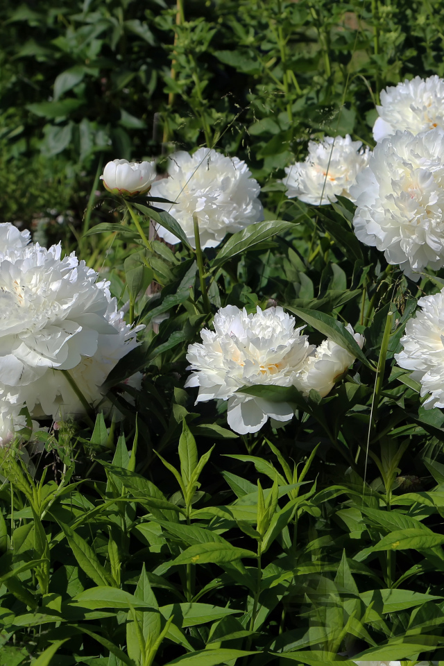 Красивые нежные белые пионы на клумбе