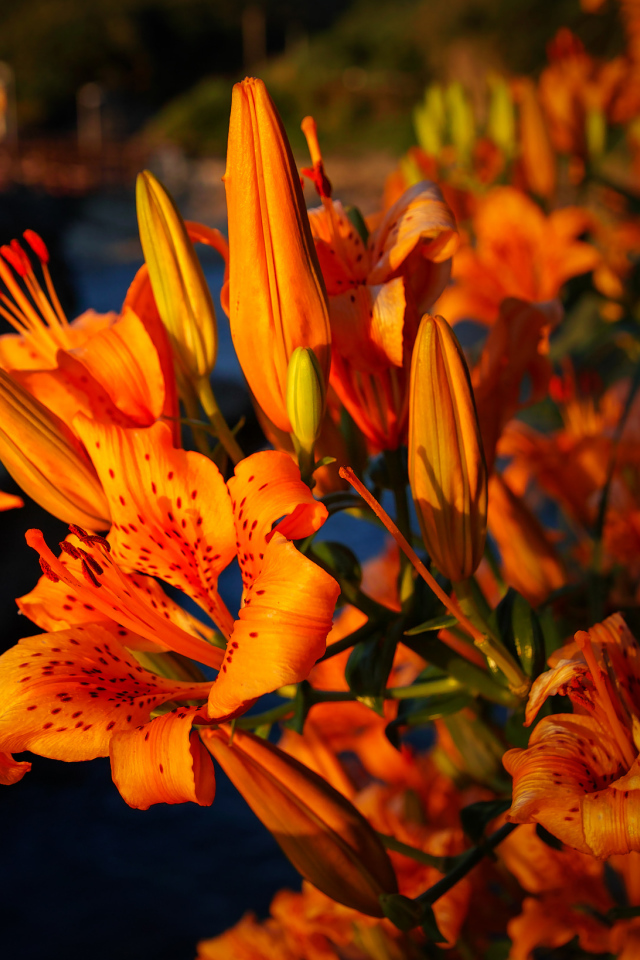 Красивый летний цветок тигровая лилия