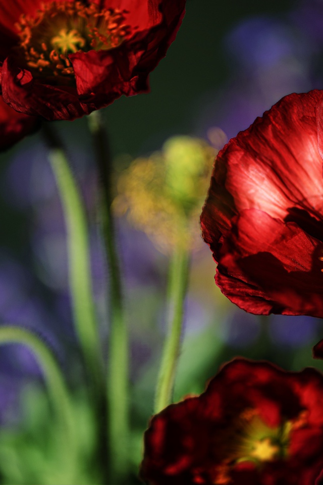 Красивые летние красные маки крупным планом 