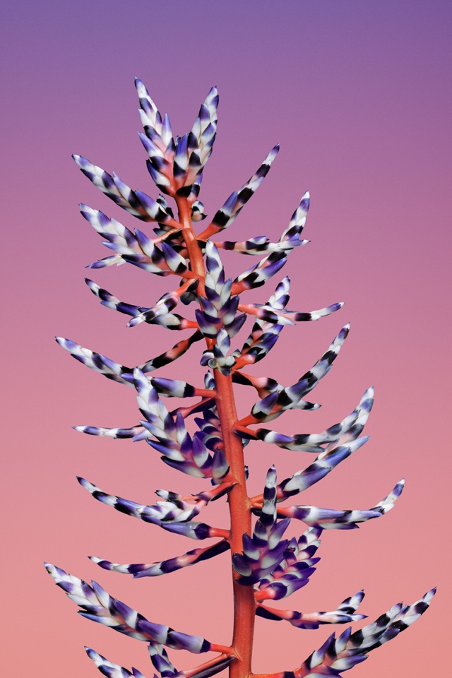 Красивый необычный цветок на розовом фоне