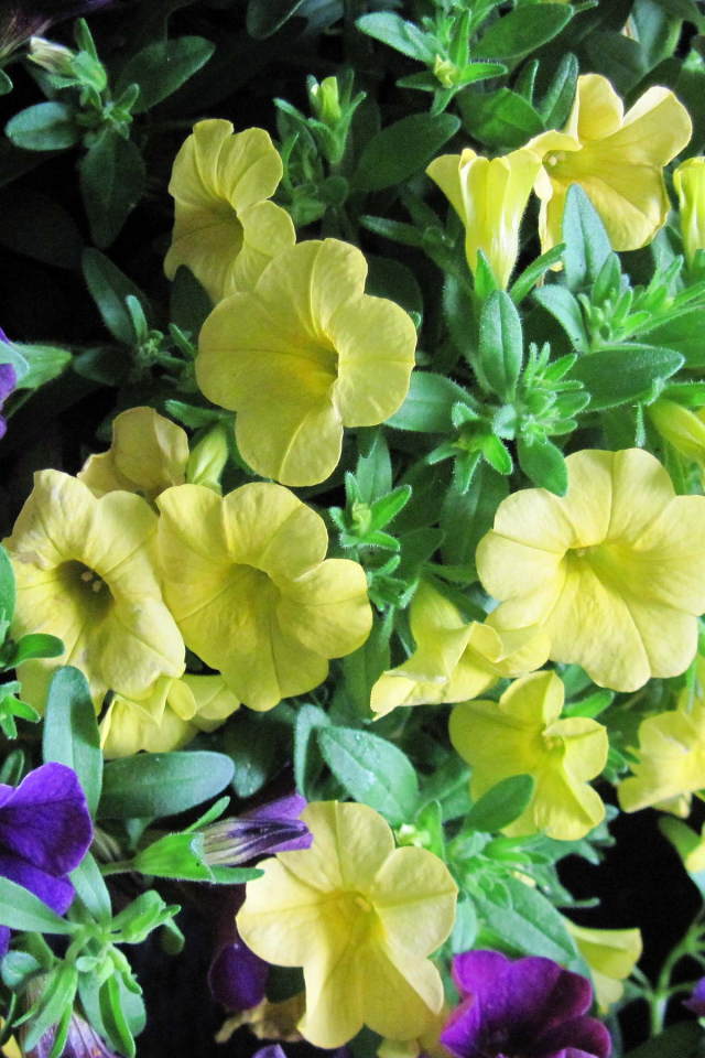 Красивые фиолетовые и желтые цветы петунии