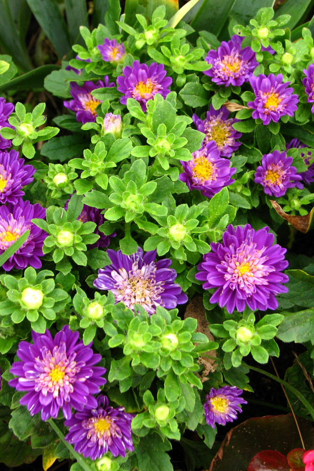 Красивые фиолетовые астры на клумбе 