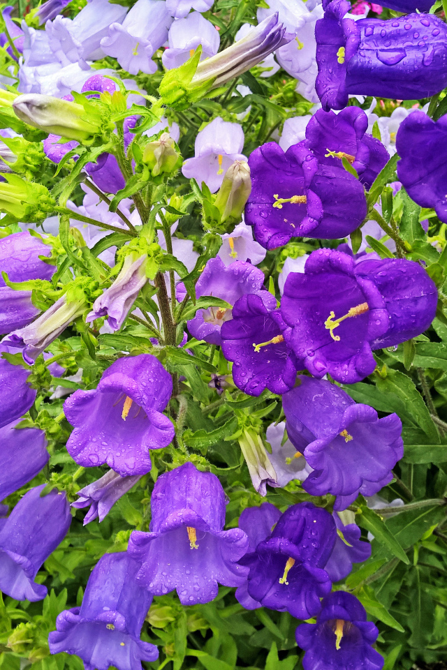 Красивые фиолетовые цветы колокольчики в каплях росы 