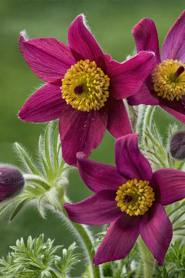 Красивые фиолетовые цветы прострел альпийский крупным планом