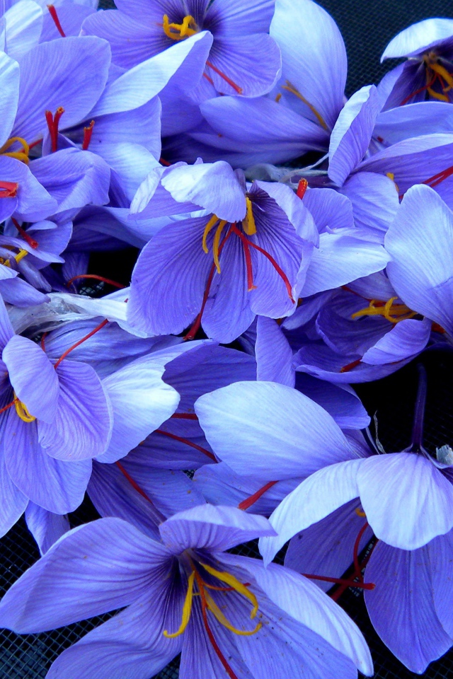 Красивые фиолетовые цветы шафран