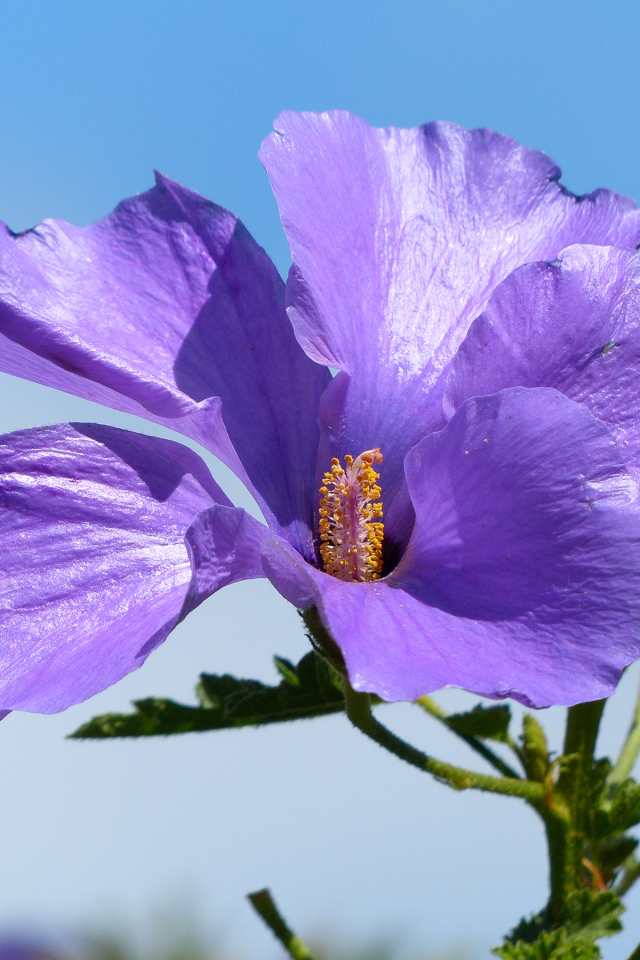 Красивый фиолетовый цветок гибискуса