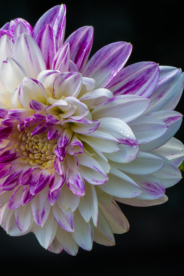 Красивая бело - сиреневая георгина на черном фоне 