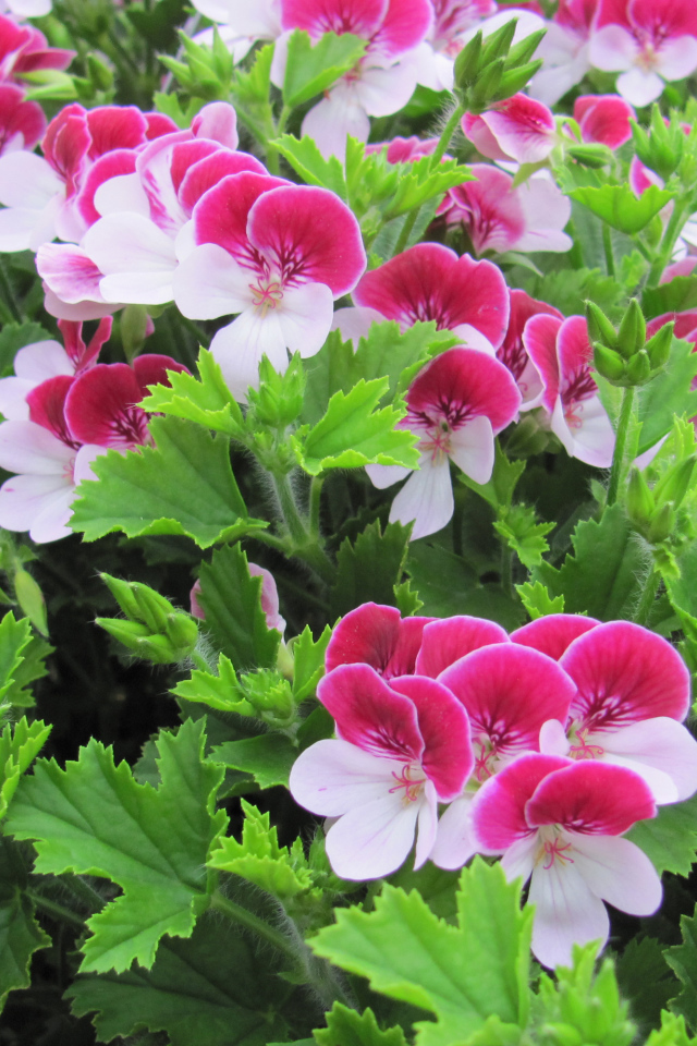 Красивые бело-розовые цветы герани