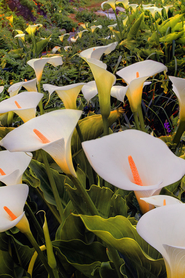 Красивые белые каллы 