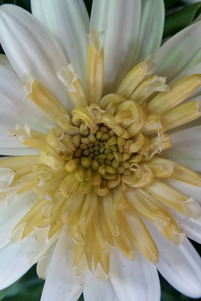 Красивый белый цветок хризантемы крупным планом