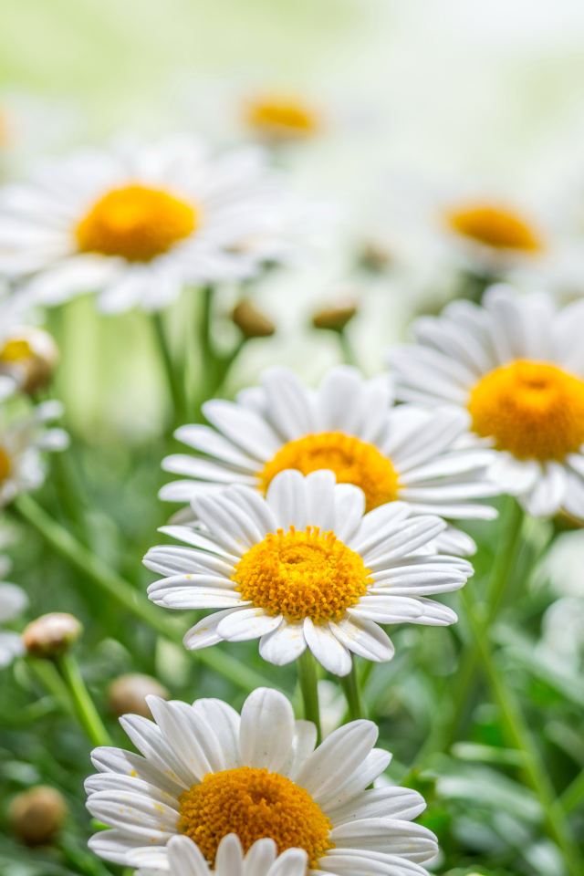 Красивые белые ромашки с желтой серединкой