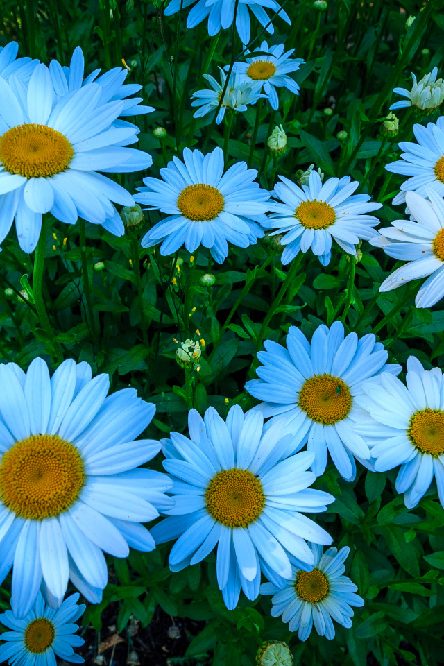 Красивые белые цветы ромашки на клумбе