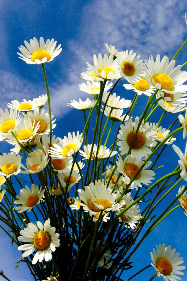 Красивые белые полевые ромашки на фоне голубого неба