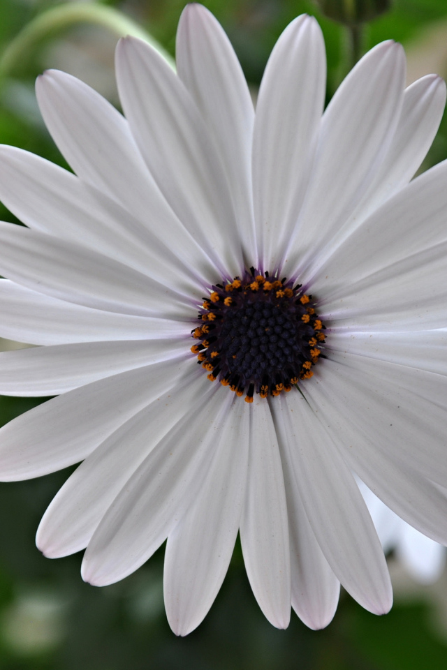 Красивый белый цветок Мезембриантемум крупным планом