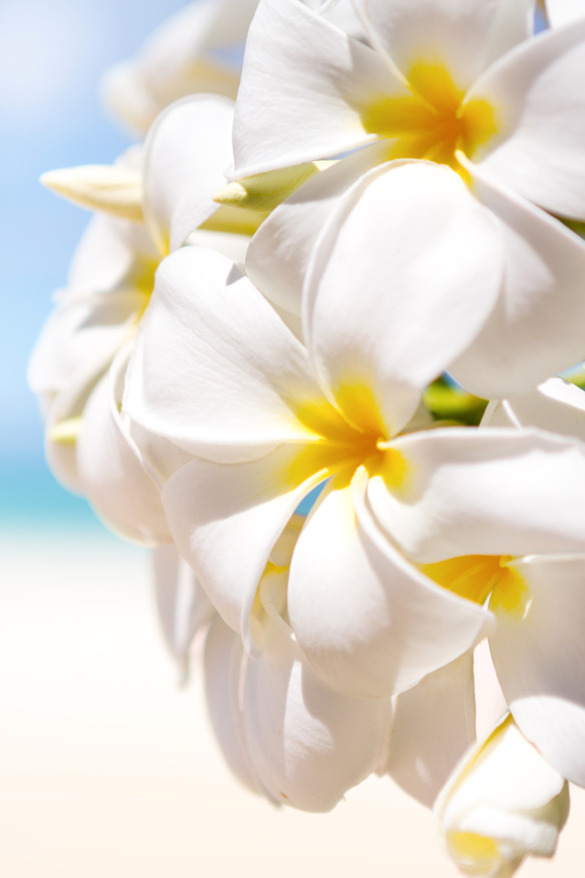 Красивые белые цветы Плюмерия крупным планом
