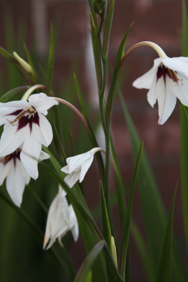 Красивые белые цветы ацидантера