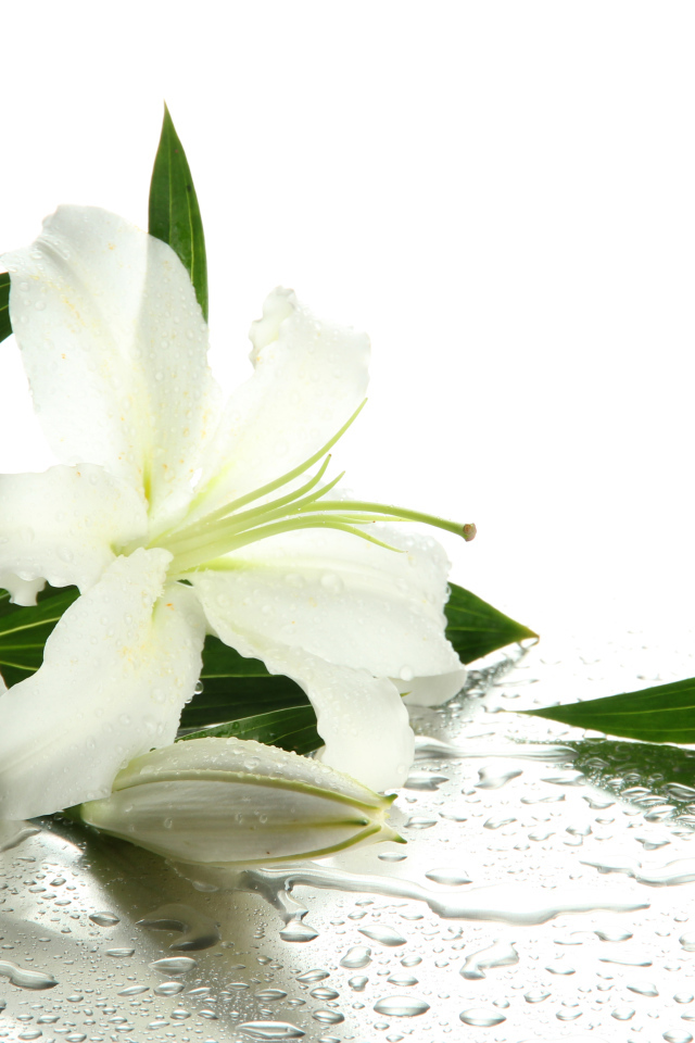 Красивые белые лилии в каплях воды на белом фоне