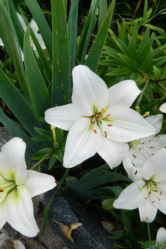 Красивые белые лилии с бутонами на клумбе с цветами