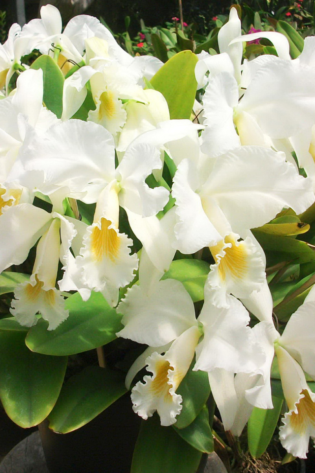 Красивые белые орхидеи на клумбе крупным планом