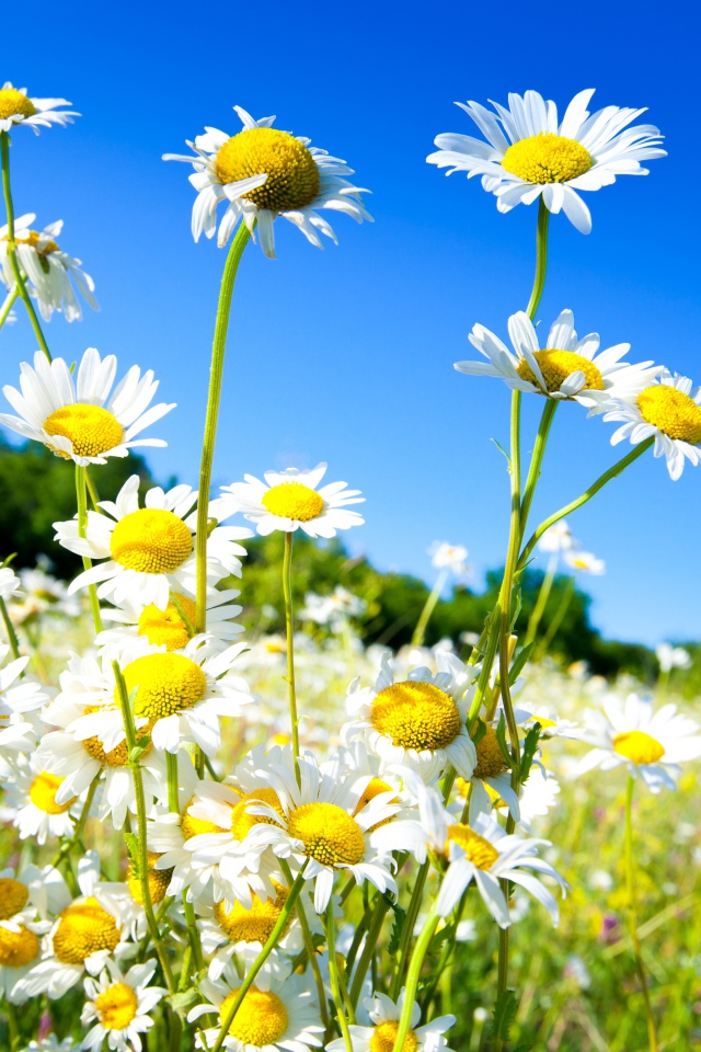 Красивые белые летние ромашки на фоне голубого неба