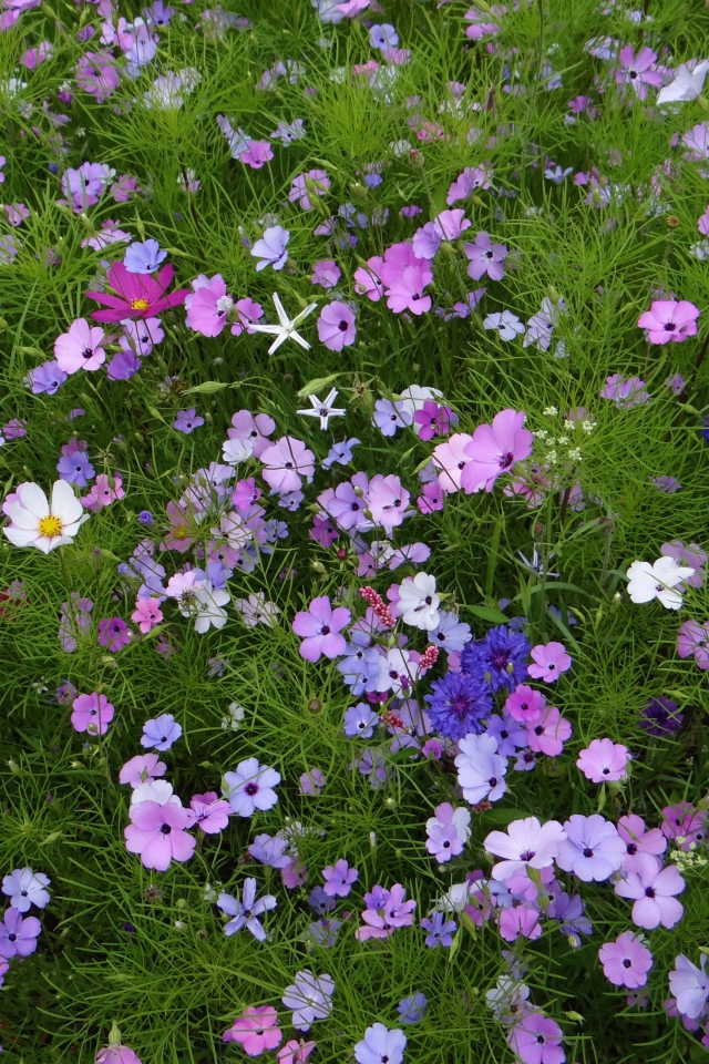 Красивые полевые цветы космея и голубые васильки