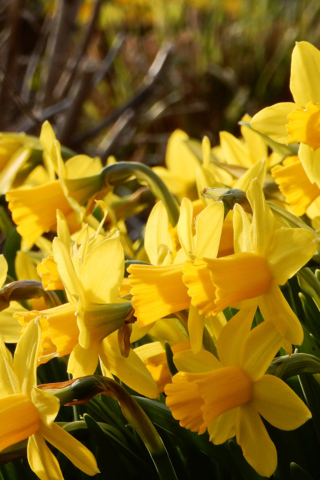 Красивые желтые нарциссы на клумбе 