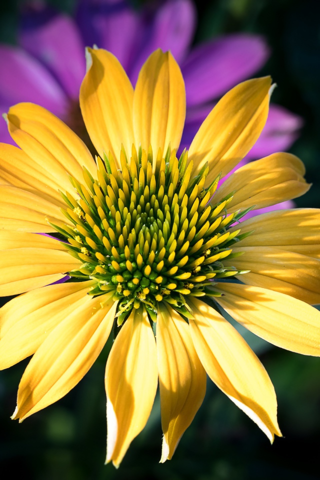 Красивый желтый цветок крупным планом