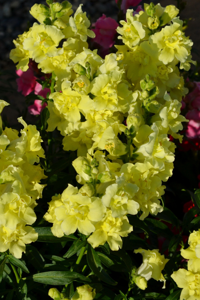 Красивые желтые цветы Львиный зев