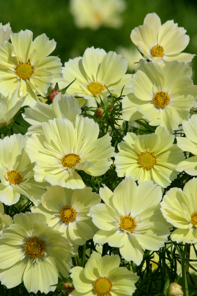 Красивые желтые цветы космея крупным планом