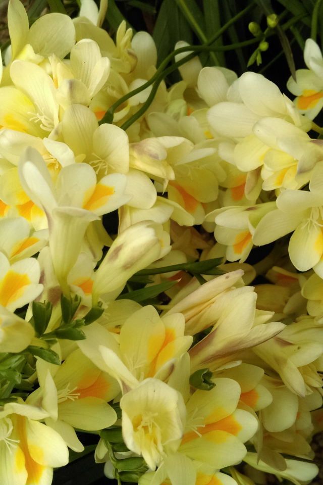 Красивые желтые цветы фрезия крупным планом