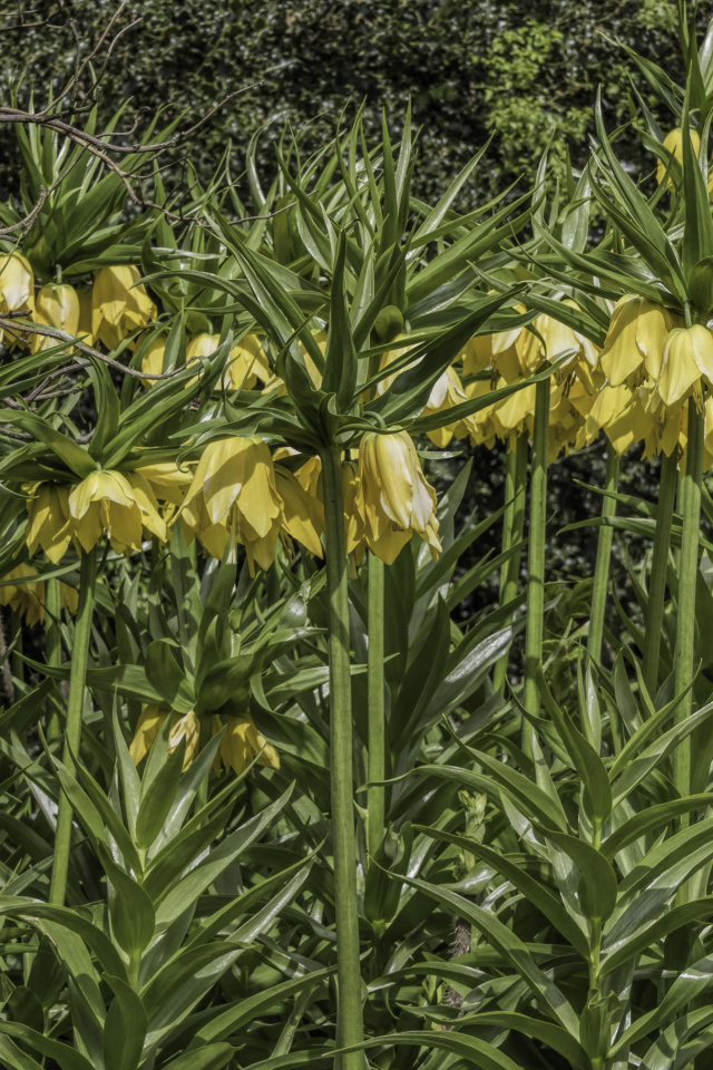 Красивые желтые цветы рябчики 