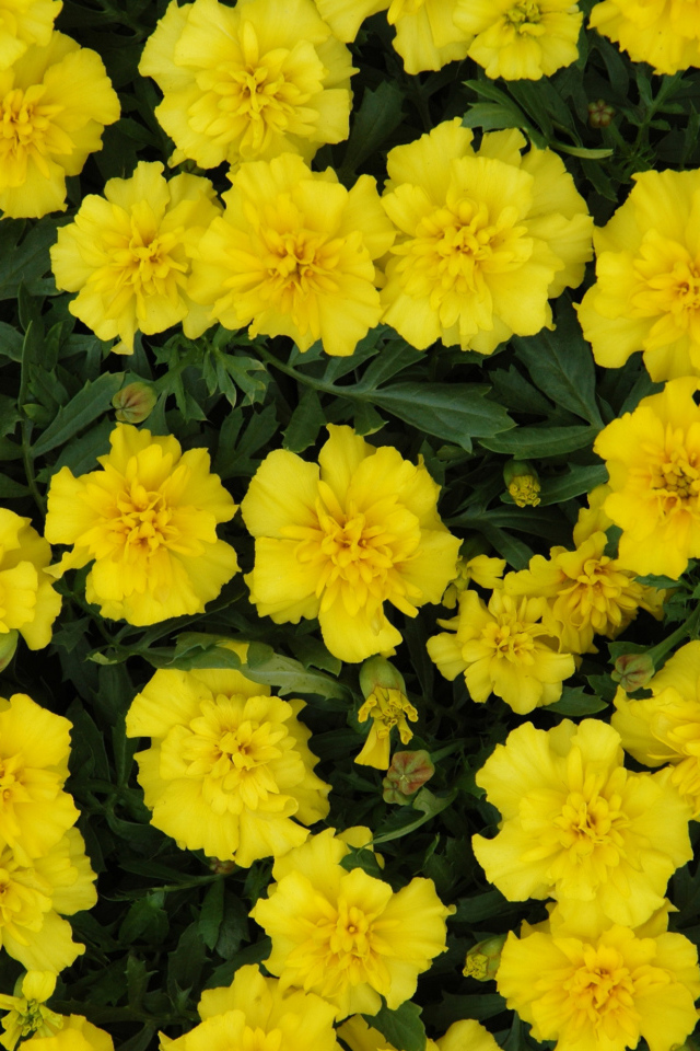 Красивые желтые бархатцы вблизи