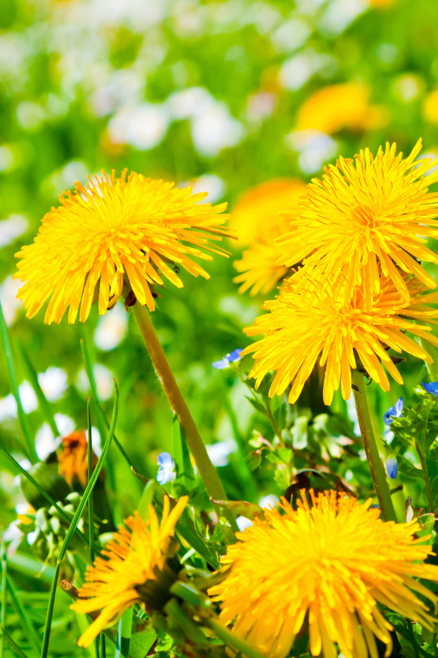 Красивые желтые летние одуванчики с ромашками