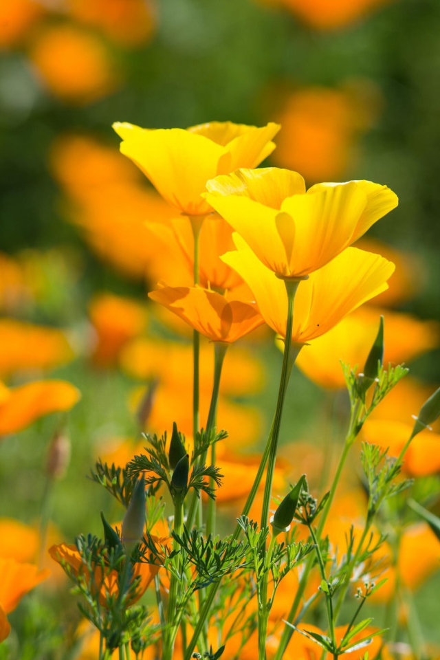 Красивые желтые летние цветы эшшольция калифорнийская