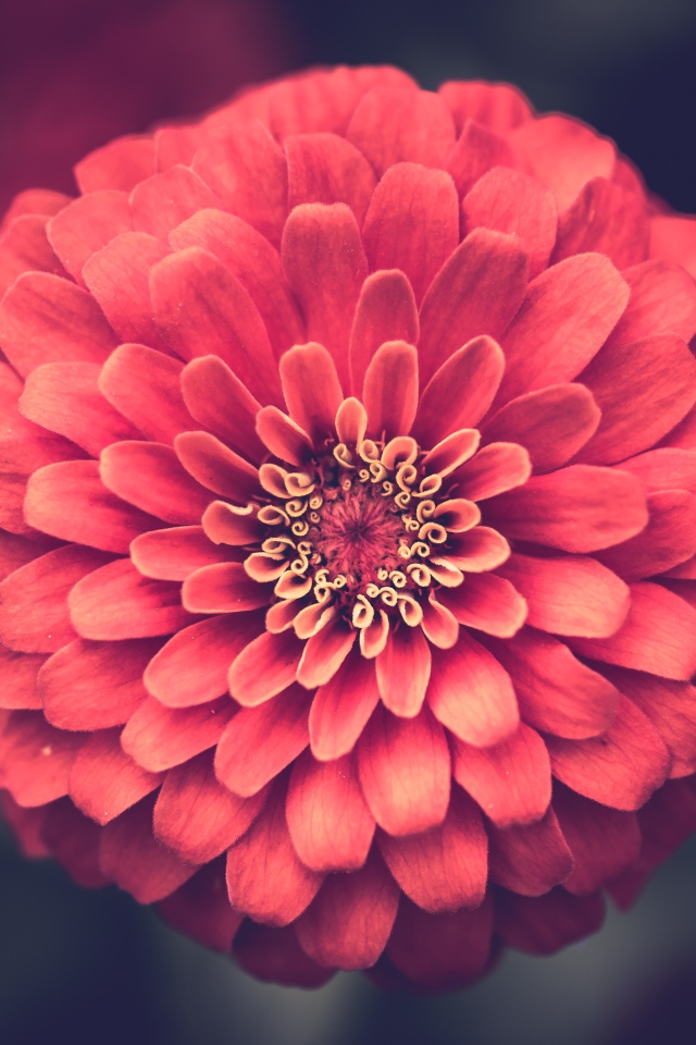 Красивый цветок цинния крупным планом