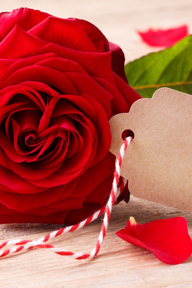 Большая красивая красная роза с открыткой крупным планом