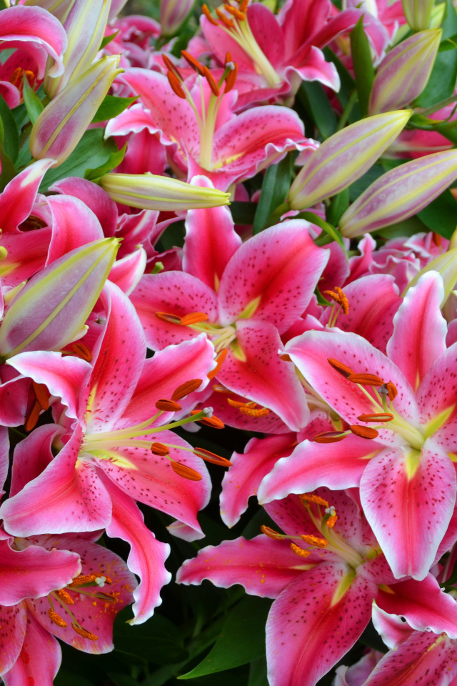 Большой букет красивых розовых лилий  